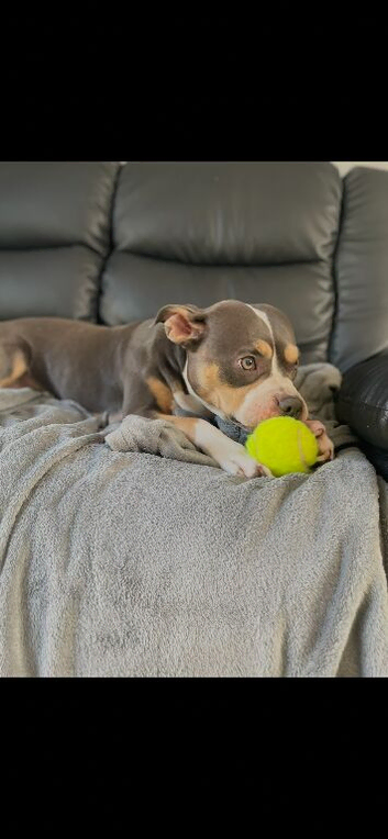Pocket bully cross