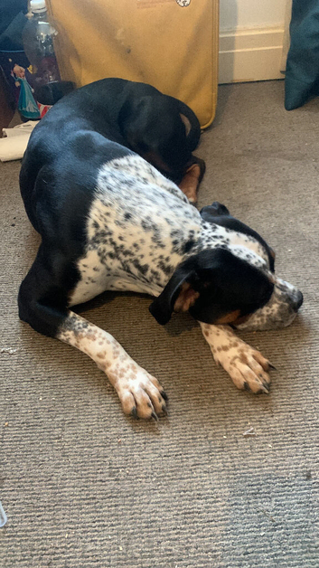 Stunning standard American bully bitch