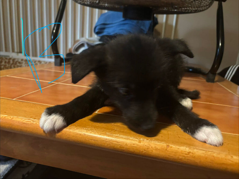 Husky x whippet