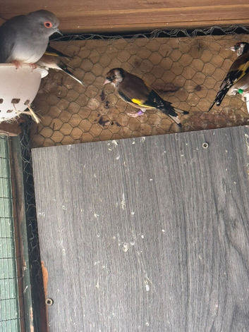 Goldfinches for sale