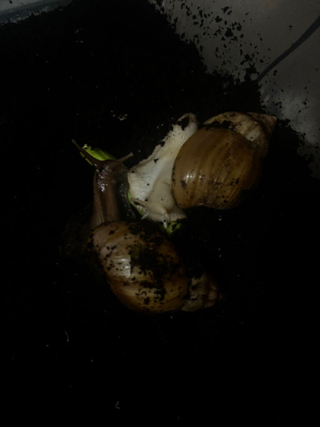 Two adult giant African land snails