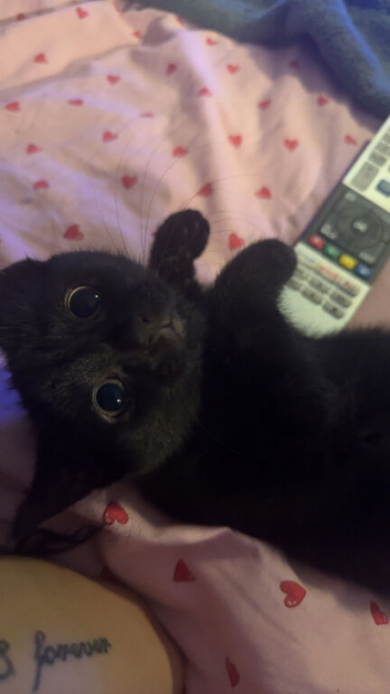 1 kitten