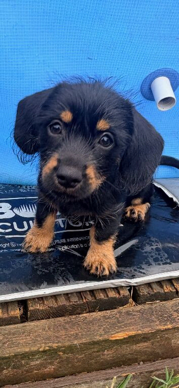 Shweeny mixed breed pups