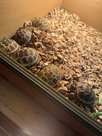 5 X Horsfield tortoises