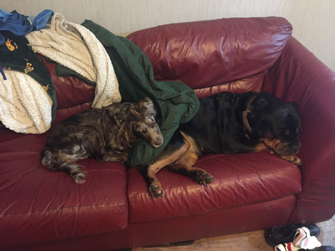 Pet sitting