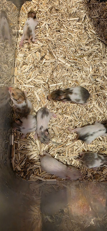 Baby Syrian hamsters avaliable 02/11/26