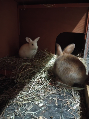 Two girls baby lops