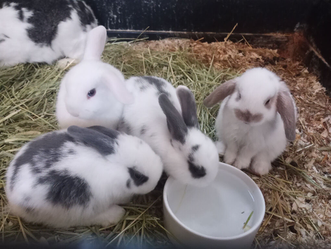 Baby English Lop rabbits