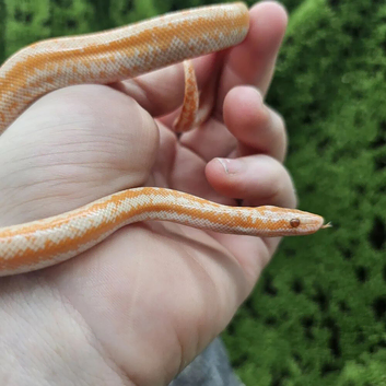 Albino Coastal Rosy Boa For Sale