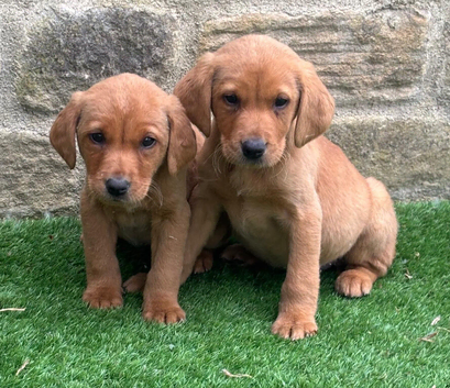 READY NOW BEAUTIFUL LABRADOR PUPPYS