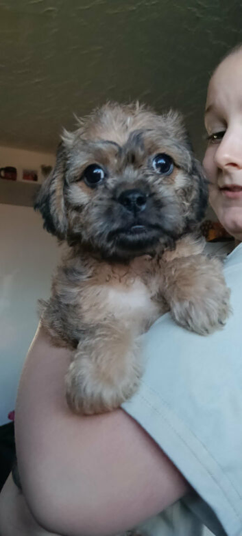 Beautiful Pugapoo Puppies &ndash; Ready NOW