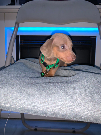 Kc Miniture dachshund puppy's