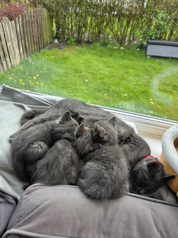 British shorthair