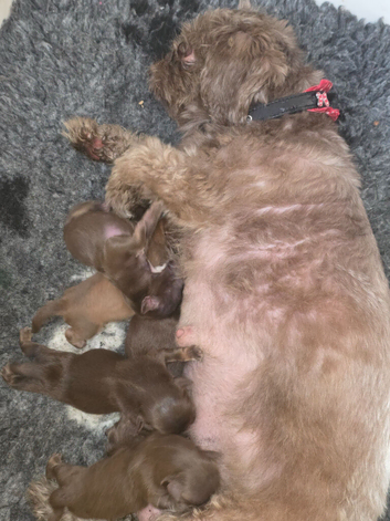 Imperial Shih Tzu Puppies