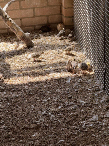 2026 Japanese Quail, Cambridge.