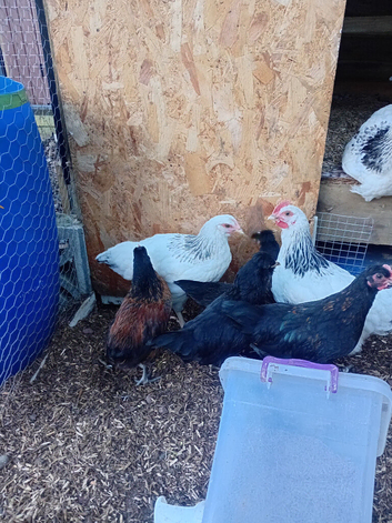 3 light sussex Cockerells and 1 hen for sale