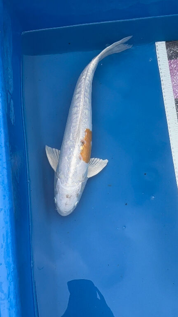 Doitsu hariwake koi 47cm