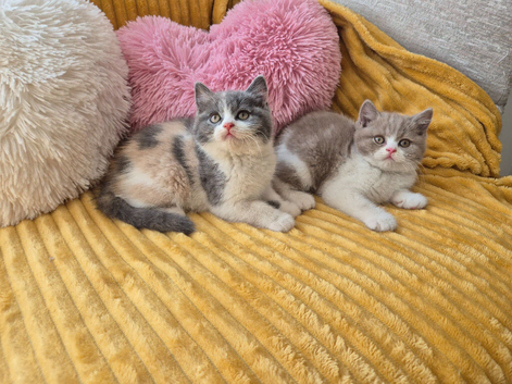From pedigree parents with champs in line, BSH kittens