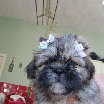 Beautiful shitzu girl