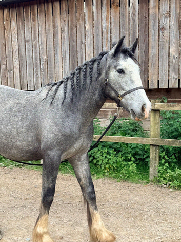 PRE Fusion gelding, Cob x Andalusian BAPSH registered
