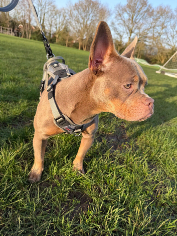 French bulldog x Pocket bully