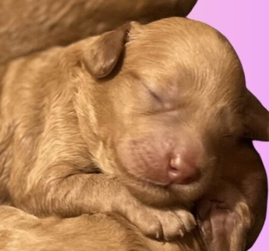 Amazing ️Australian Labradoodles