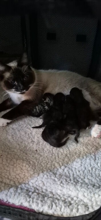Siemese x kittens ready for their new home