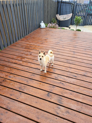 Jack Russell