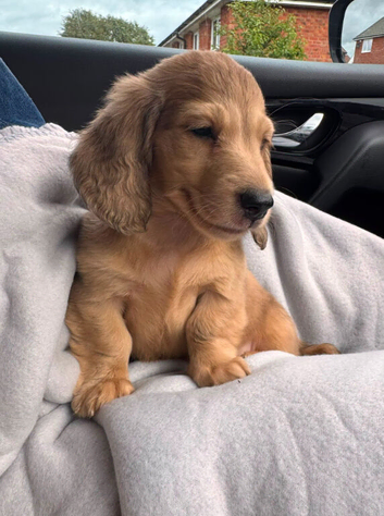 Cream Standard Longhaired Dachshund Puppies
