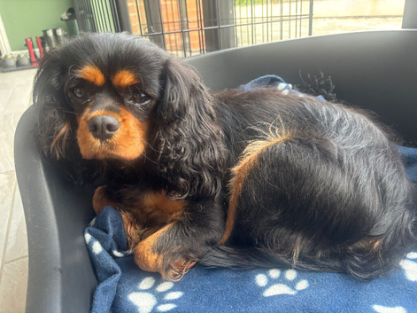 Beautiful KC reg 3yr old girl