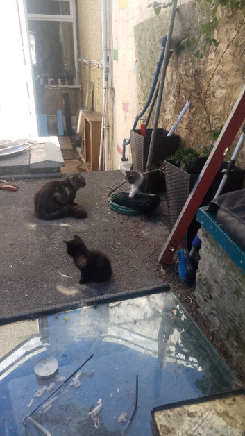 Kittens for sale