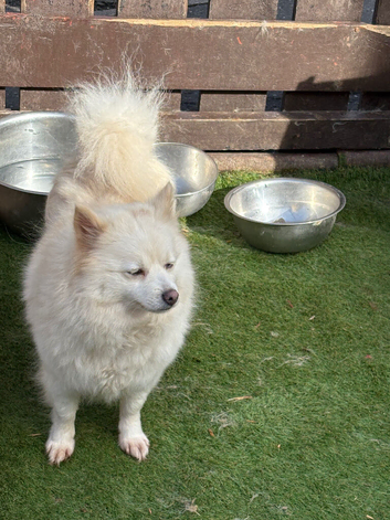 Pomeranian puppies