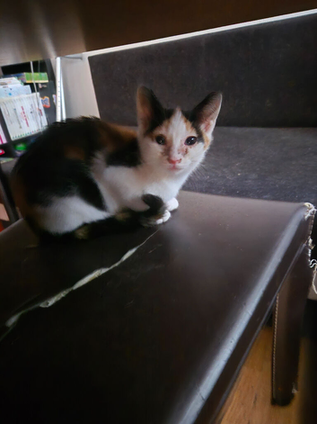 Kittens