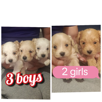 We are proud to announce that our Maltese puppies 3 boys 2 girls are ready for sale