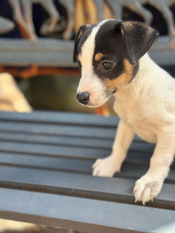 Stunning jackrussel puppies