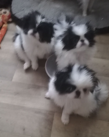 Japanese Chin puppies