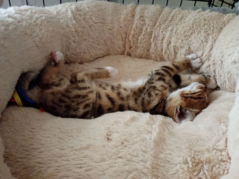 Stunning Bengal cross kittens last 1