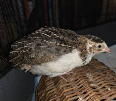 2 Japanese quails