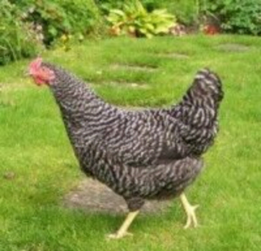 POL hybrid hens, variety of breeds/colours