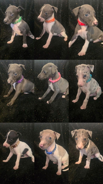 Beautiful Whippet Puppies