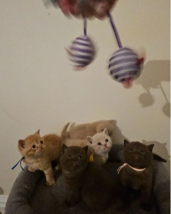 British Shorthair kittens