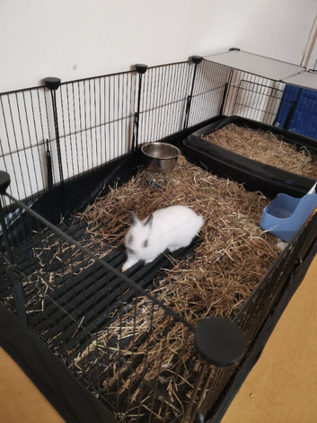 Rabbit enclosure plus more