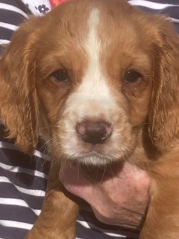 Excellent Cocker Spaniel Puppies