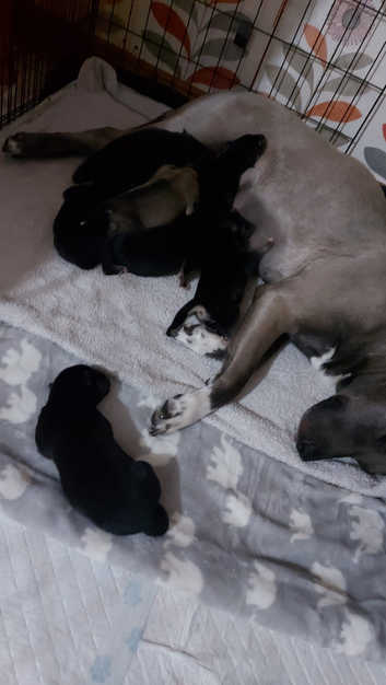 Husky Cross