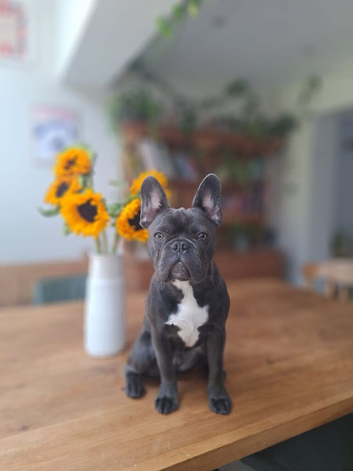 6 Month Frenchie for sale