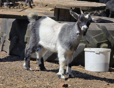 Pygmy Goat Girl - For Sale