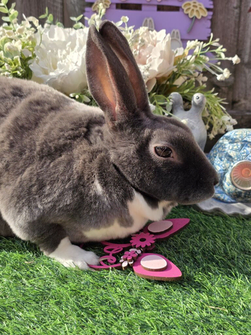 Broken blue mini rex doe