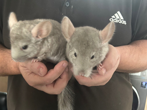 2 female chinchillas