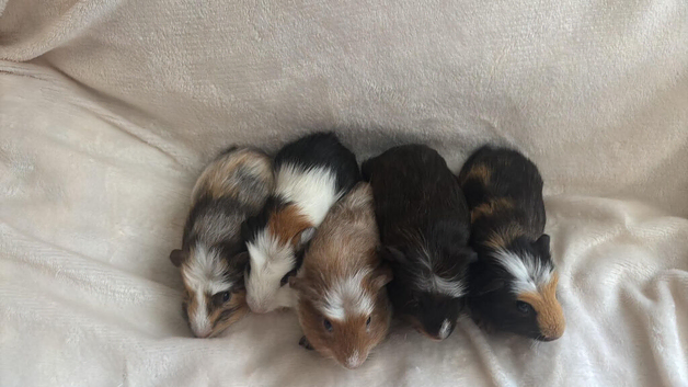 Male crested guinea pigs