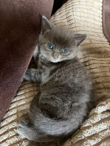 Half khao mani male kitten